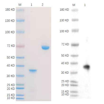 Reducing 4%-20% SDS-PAGE (CBB stained) and WB (Anti-His Mouse Monoclonal antibody) analysis profiles of purified NECTIN4.
1. NECTIN4: 1 μg
2. BSA: 1 μg